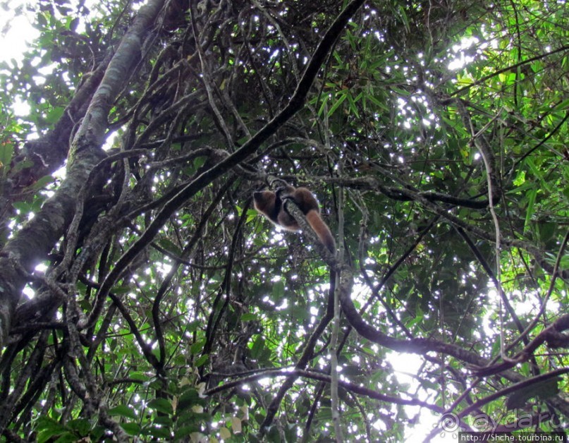 Страна Лемурия. 5 способов посмотреть лемуров на Мадагаскаре