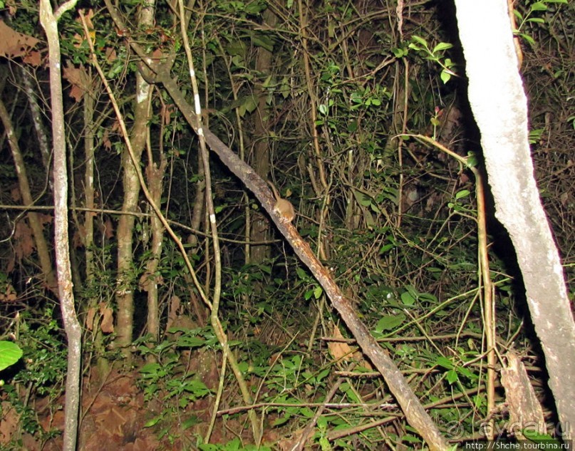 Страна Лемурия. 5 способов посмотреть лемуров на Мадагаскаре