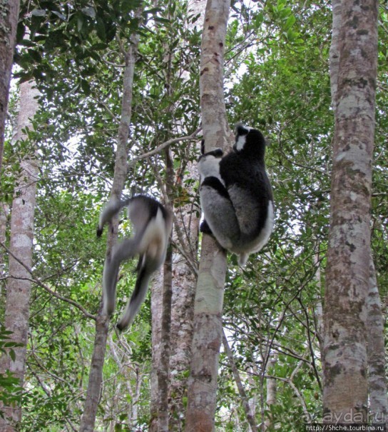 Страна Лемурия. 5 способов посмотреть лемуров на Мадагаскаре