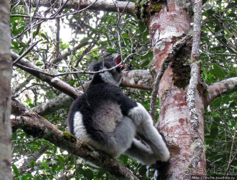 Страна Лемурия. 5 способов посмотреть лемуров на Мадагаскаре