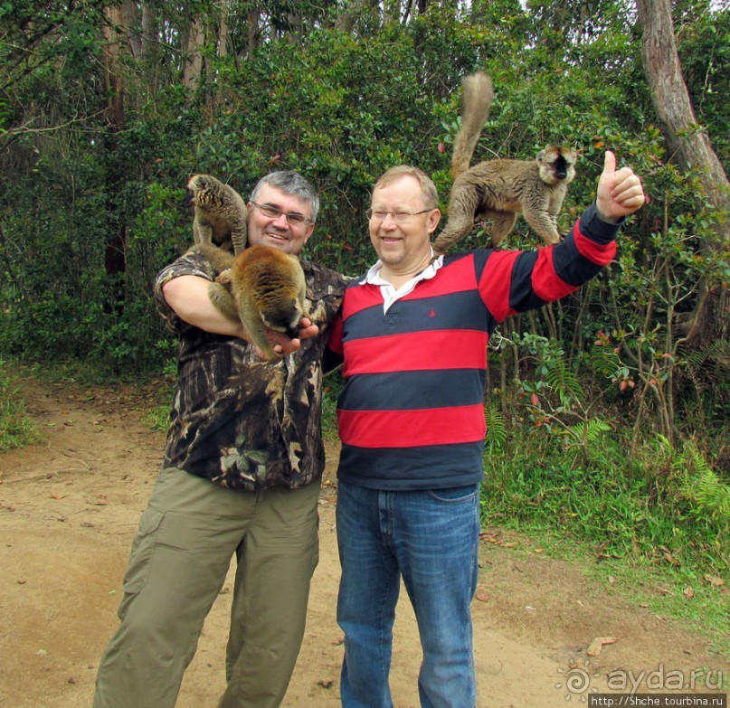 Страна Лемурия. 5 способов посмотреть лемуров на Мадагаскаре