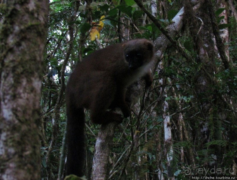 Страна Лемурия. 5 способов посмотреть лемуров на Мадагаскаре