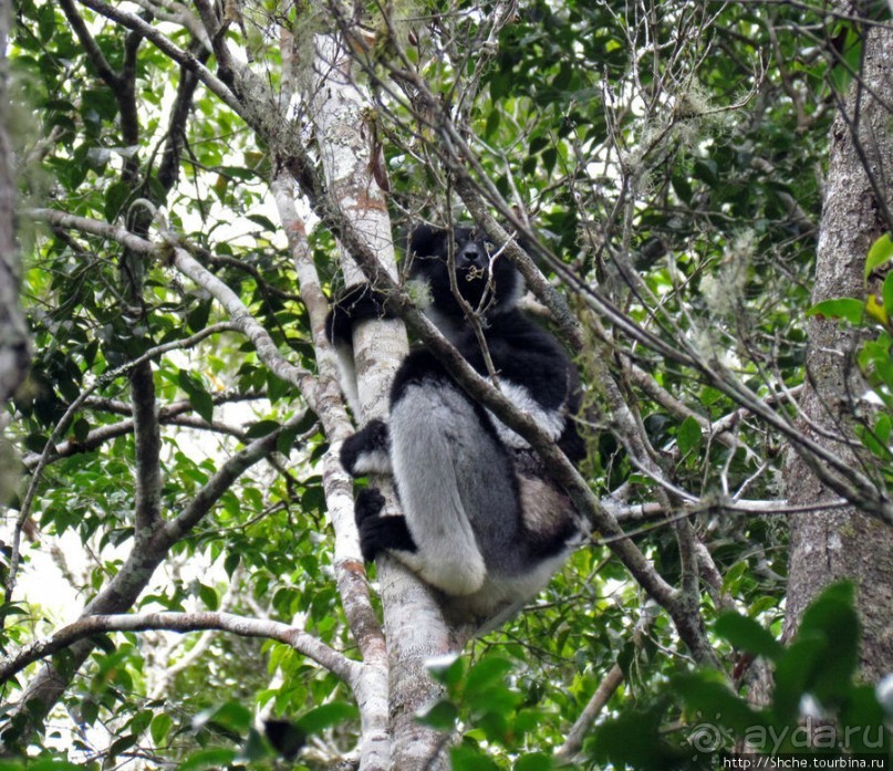 Страна Лемурия. 5 способов посмотреть лемуров на Мадагаскаре