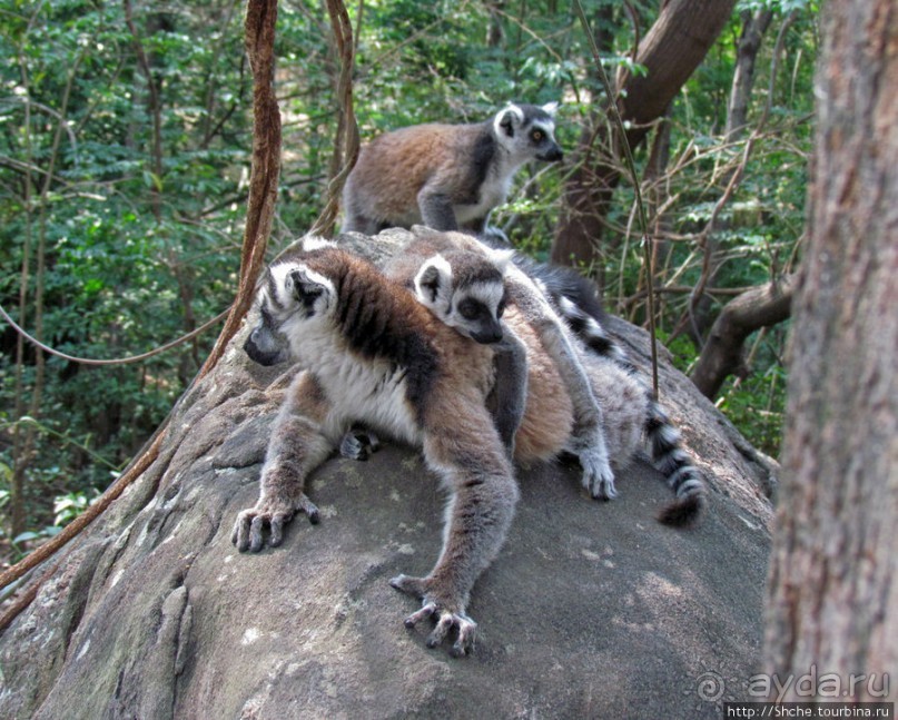 Страна Лемурия. 5 способов посмотреть лемуров на Мадагаскаре