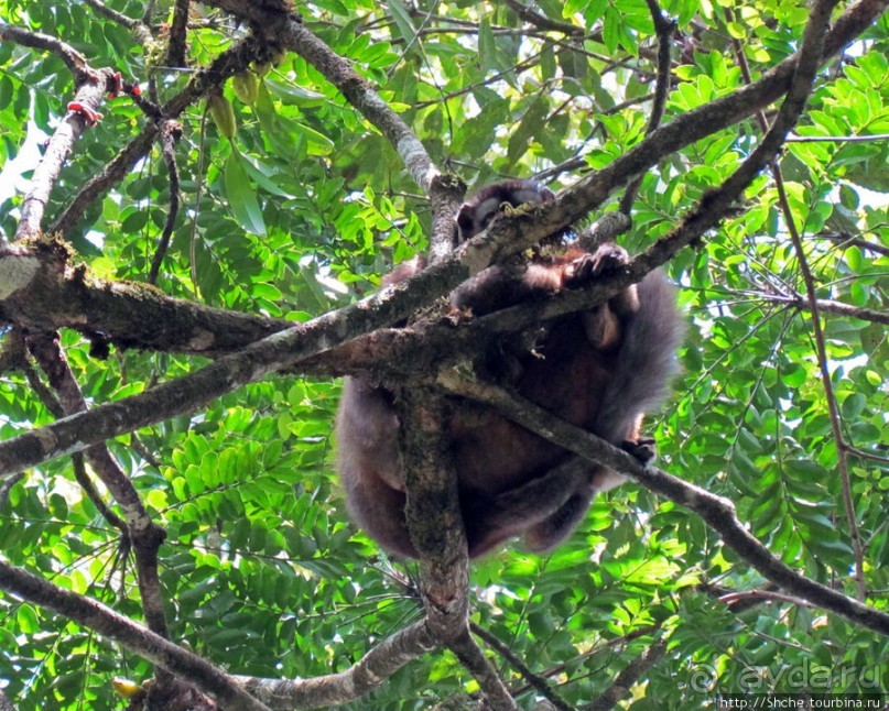 Страна Лемурия. 5 способов посмотреть лемуров на Мадагаскаре