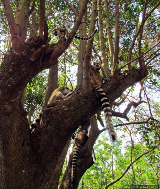Страна Лемурия. 5 способов посмотреть лемуров на Мадагаскаре