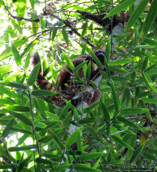 Страна Лемурия. 5 способов посмотреть лемуров на Мадагаскаре