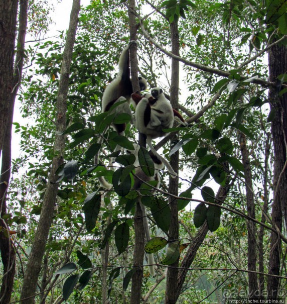 Страна Лемурия. 5 способов посмотреть лемуров на Мадагаскаре
