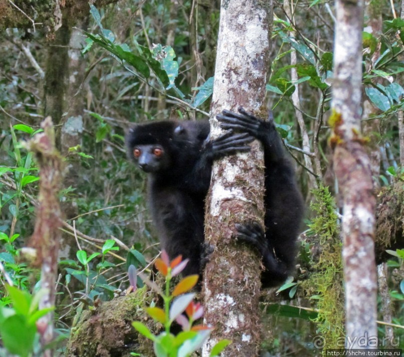 Страна Лемурия. 5 способов посмотреть лемуров на Мадагаскаре