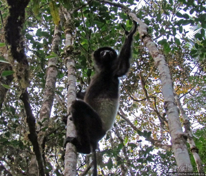 Страна Лемурия. 5 способов посмотреть лемуров на Мадагаскаре