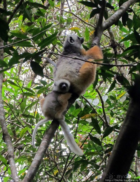 Страна Лемурия. 5 способов посмотреть лемуров на Мадагаскаре