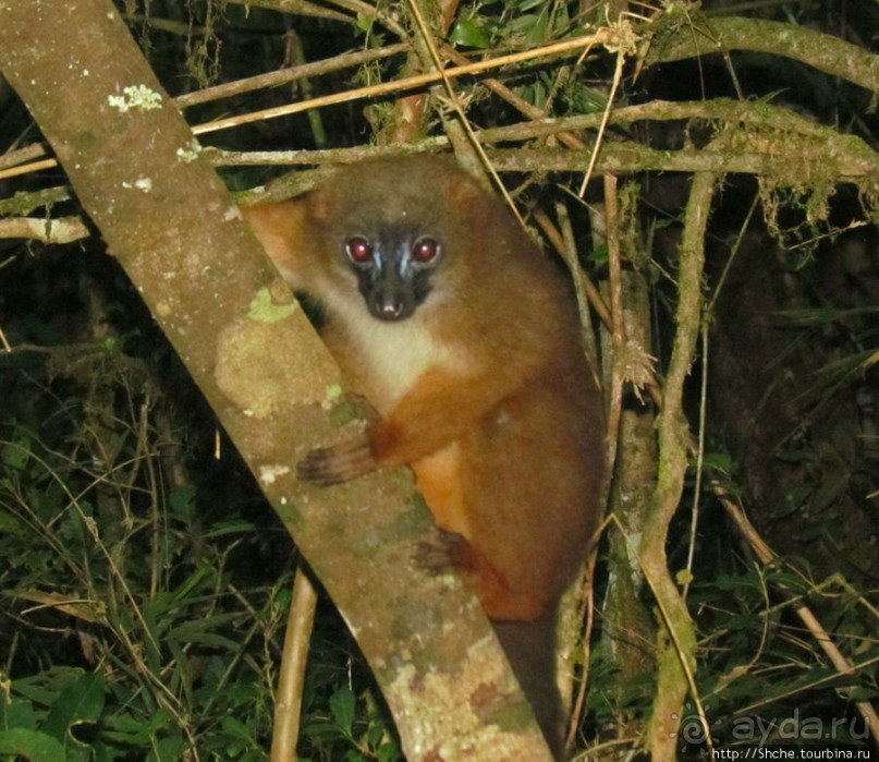 Страна Лемурия. 5 способов посмотреть лемуров на Мадагаскаре