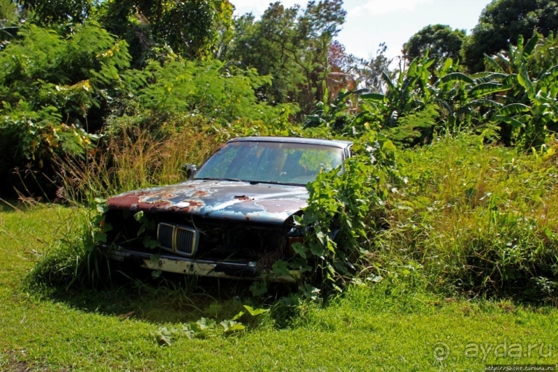 "Бэха"... в кустах