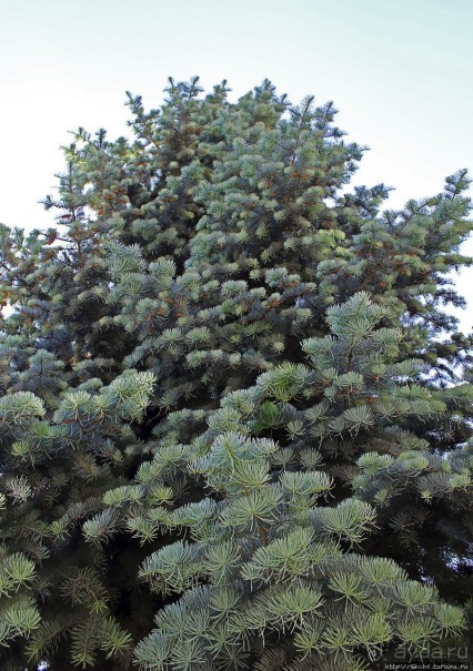 Скромная Левоча (объект ЮНЕСКО 620-002)