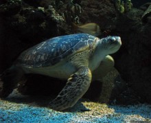 Один из самых-самых... Аквариум Генуи