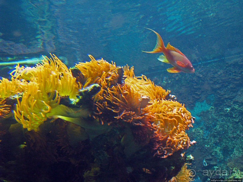 Один из самых-самых... Аквариум Генуи