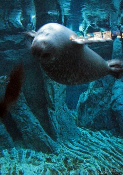 Один из самых-самых... Аквариум Генуи