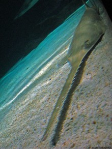 Один из самых-самых... Аквариум Генуи