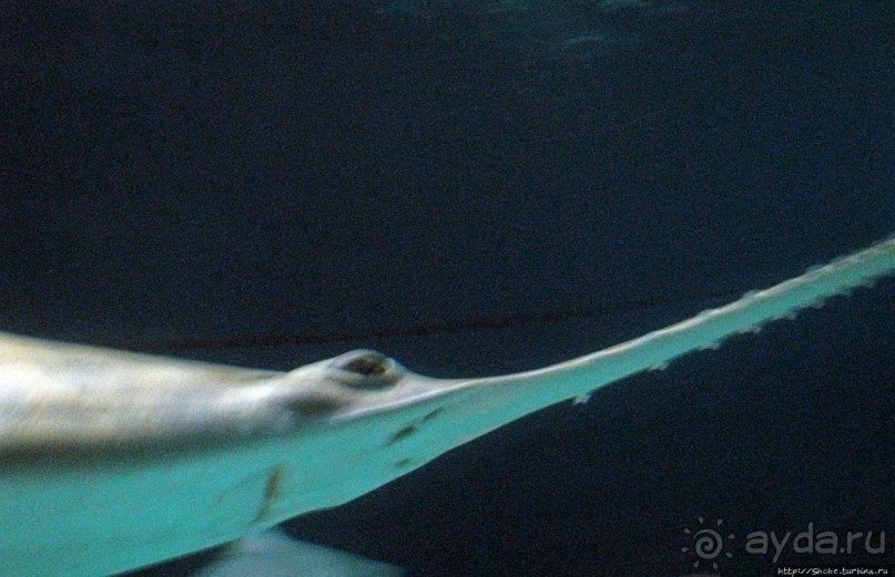 Один из самых-самых... Аквариум Генуи