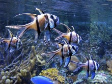 Один из самых-самых... Аквариум Генуи