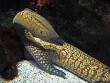 Один из самых-самых... Аквариум Генуи