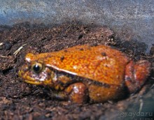 Один из самых-самых... Аквариум Генуи