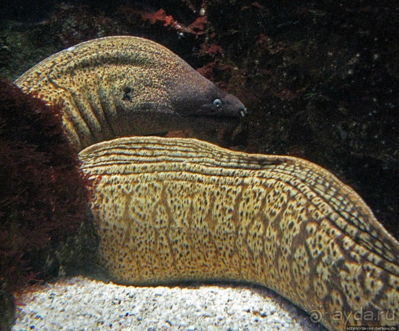 Один из самых-самых... Аквариум Генуи