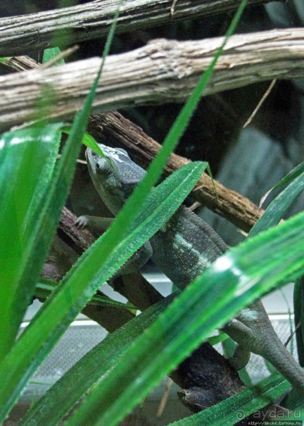 Один из самых-самых... Аквариум Генуи