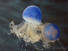 Один из самых-самых... Аквариум Генуи