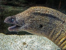 Один из самых-самых... Аквариум Генуи