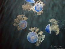 Один из самых-самых... Аквариум Генуи