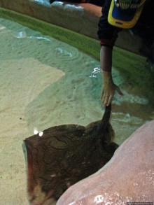 Один из самых-самых... Аквариум Генуи