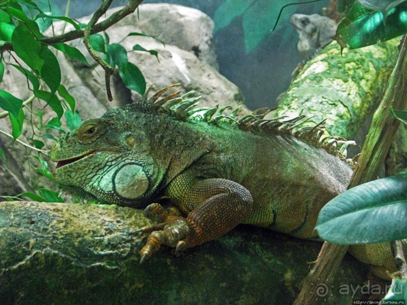 Один из самых-самых... Аквариум Генуи