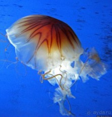 Один из самых-самых... Аквариум Генуи