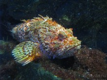 Один из самых-самых... Аквариум Генуи