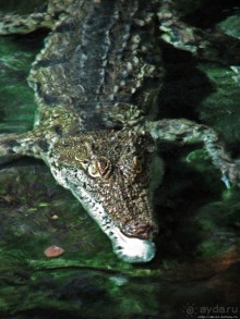 Один из самых-самых... Аквариум Генуи