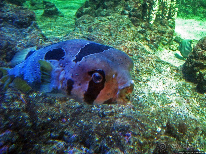 Один из самых-самых... Аквариум Генуи