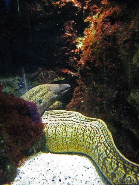 Один из самых-самых... Аквариум Генуи