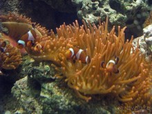 Один из самых-самых... Аквариум Генуи