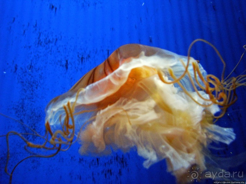 Один из самых-самых... Аквариум Генуи