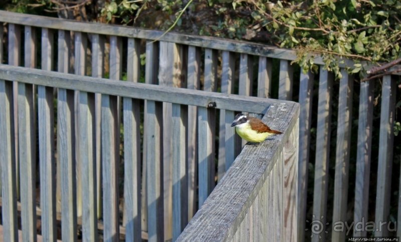 Grotto Bay Beach Resort — наше место под солнцем Бермуд