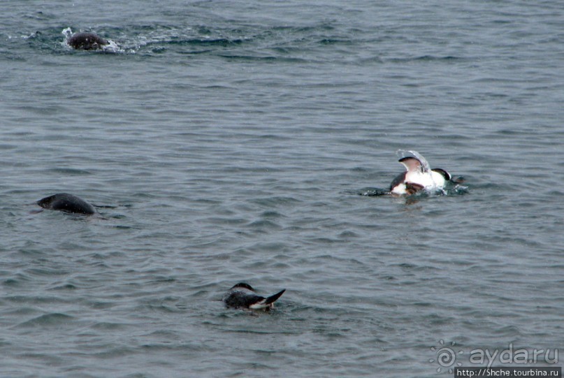 Neko Bay — мелкий залив, где любят купаться пингвины