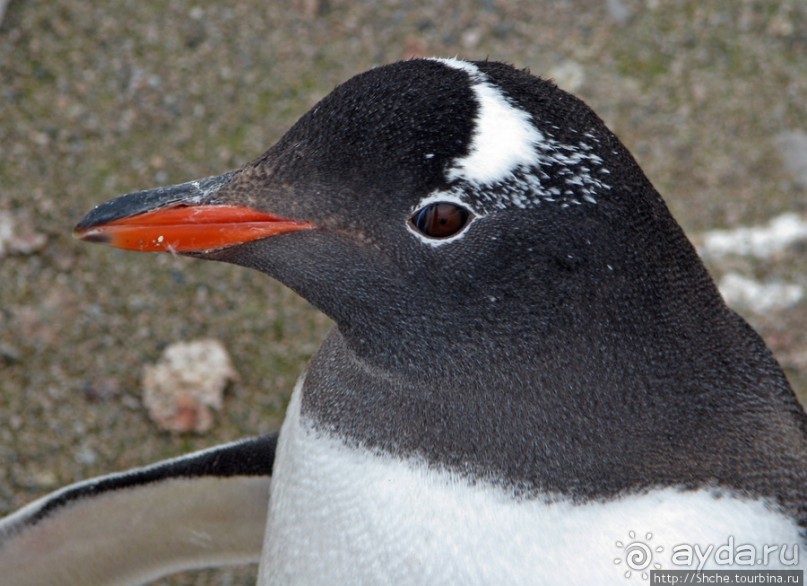 Neko Bay — мелкий залив, где любят купаться пингвины