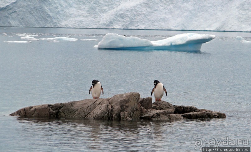 Neko Bay — мелкий залив, где любят купаться пингвины