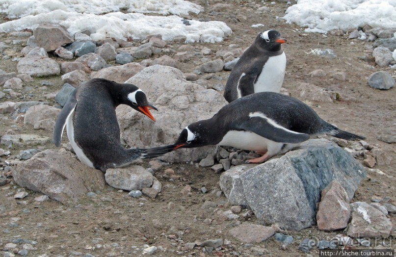 Neko Bay — мелкий залив, где любят купаться пингвины