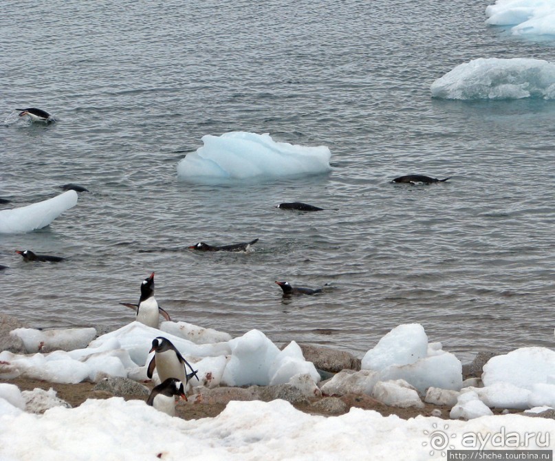 Neko Bay — мелкий залив, где любят купаться пингвины