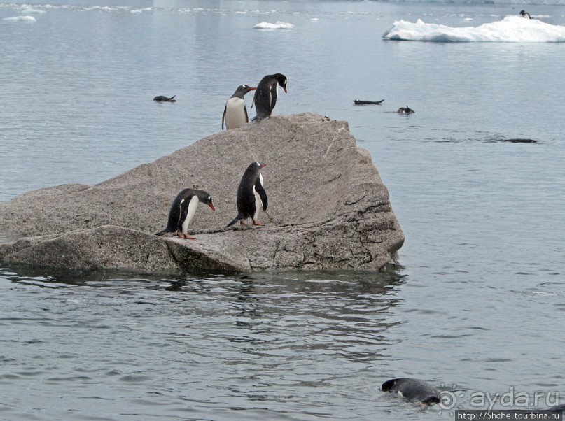 Neko Bay — мелкий залив, где любят купаться пингвины