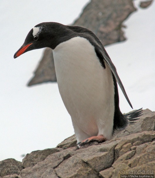 Neko Bay — мелкий залив, где любят купаться пингвины