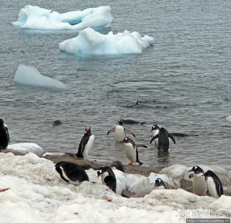 Neko Bay — мелкий залив, где любят купаться пингвины