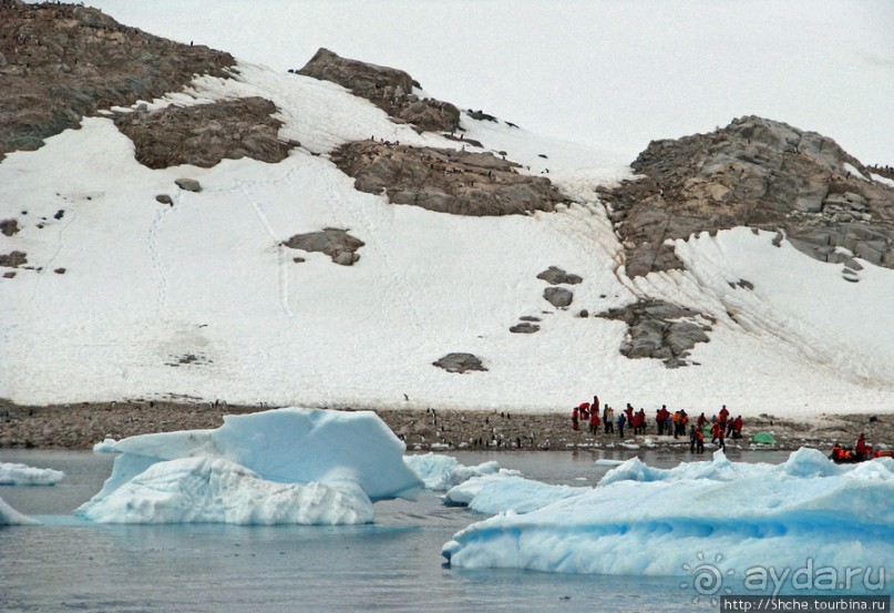 Neko Bay — мелкий залив, где любят купаться пингвины
